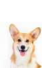 g-pet2