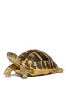 g-pet4