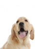 pet2