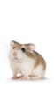 pet7