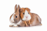 small-pet@2x